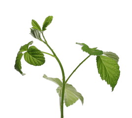 Wild blackberry leaves, foliage on stem isolated on white background