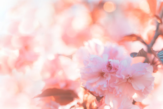 flowers background. Beautiful floral spring abstract background of nature. Soft focus, toned picture, copy space.
