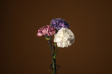 Colorful bouquet of carnation flowers isolated on dark olive background