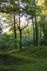 Obraz premium Narrow path lit by soft spring sunlight. Forest spring nature. Spring forest natural landscape with forest trees