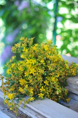 medicinal herbs St. John's wort