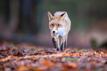 Naklejka na ściany i meble Red fox, Vulpes vulpes The mammal is running in the dark forest Europe Czech Republic Wildlife scene from Europe nature. young male