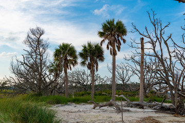 Fototapeta na wymiar palm trees and dead trees on driftwood beach (ga)