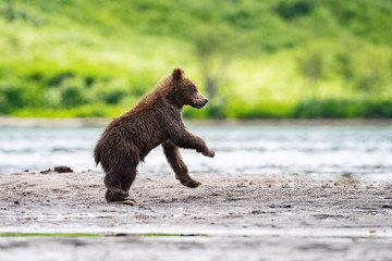 Obraz premium The&nbsp;young Kamchatka&nbsp;brown&nbsp;bear, Ursus arctos beringianus catches salmons at Kuril Lake in Kamchatka, running and playing in the water, action picture