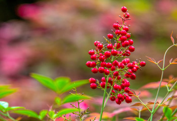 Red small ball as berries on bush in japanese garden in Potsdam