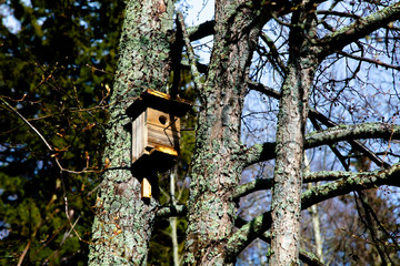 Birdhouse on the tree. Spring sunny day