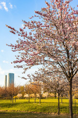 Sakura tree on a background of blue sky and green park