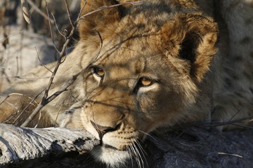 Obraz na płótnie Canvas Close-up Of Lion
