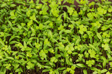 Green background of parsley leaves, top view close-up