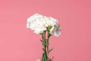 Close up image of a white carnations bouquet isolated on flamingo ping background