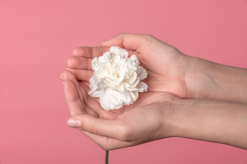 Female palms holding white carnation flowers, close up photo