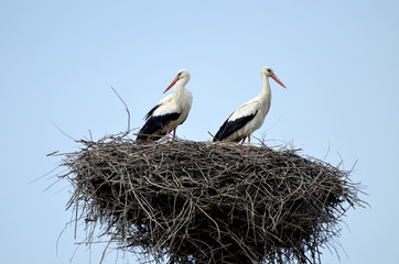 Two storks in the nest on the hill,photo