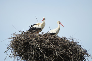 Two storks in the nest on the hill,photo