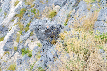 Moss and dry grass on the rock