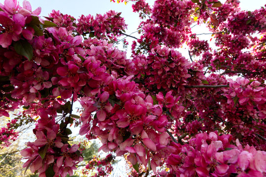 wide angle view from underneath a profusion crab apple tree in full bloom. It's flowers are a deep violet-red