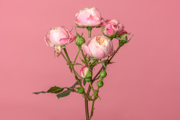 Branch of a floribunda Rose sometimes called R. polyantha isolated on flamingo pink background