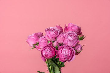 Bouquet of a floribunda Rose sometimes called R. polyantha isolated on pink