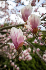 Obraz premium Image of blooming magnolia tree - close up