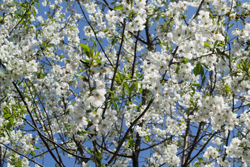 The blossom branches of tree in spring.