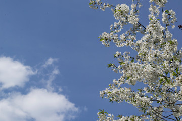 The blossom branches of tree in spring.