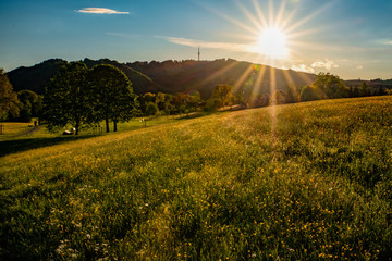 Obraz premium frühling, dämmerung, blumenwiese, hahnenfuss, pusteblume, löwenzahn, sonnenuntergang, blumen, wiese, feld, sonne, sonnenstrahlen, mai, voralpen, bayern, sonnenschein, jahreszeit, flora, schön, natur, 