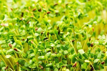 Obraz premium Green flax sprouts, close-up. Raw sprouts microgreen, healthy food concept