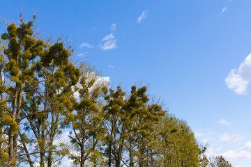 Green mistletoe on trees against the background of blue sky in spring. Mistletoe Tree, Viscum