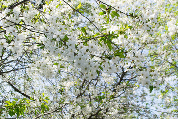 The blossom branches of tree in spring.