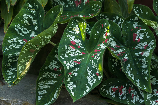 Healthy growing Heart of Jesus plant