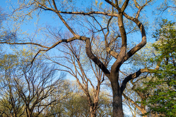 budding trees in park on a nice sunny sun settings day