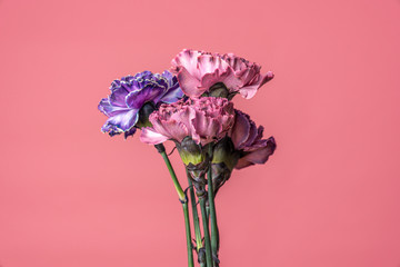 Beautiful carnations flowers. Bouquet of dark violet, purple and pink multicolor flower. Decoration of home. Floral texture