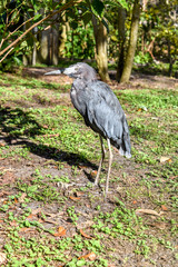 Fototapeta premium Great blue heron in south Florida