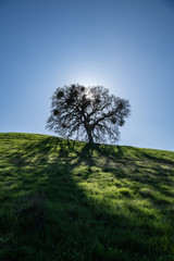 Lone oak tree on a hill with backlight