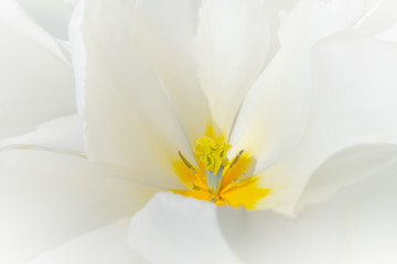 white flower with yellow orange center and pollen