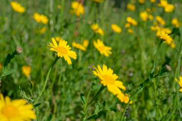 Close up of yellow wild flower on colorful meadow background. Spring time, fresh beautiful wildflowers. Bright yellow chamomile in garden in sunny day. Natural floral backdrop.