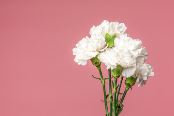 Beautiful bouquet of white carnation flowers isolated on soft pink background