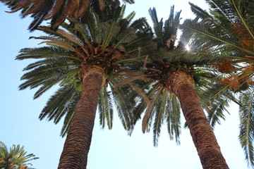 Fototapeta na wymiar Palmy w słońcu