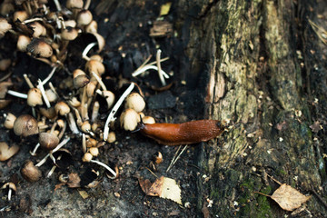 brown snails eating a mushroom in a forest