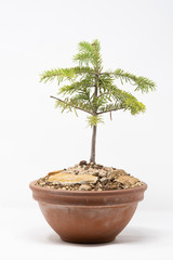 Bonsai abete
