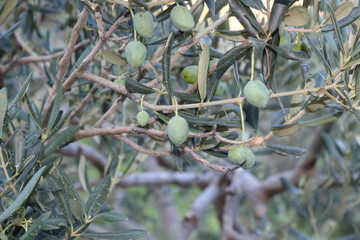 Oliwka w sadzie oliwnym © Dariusz