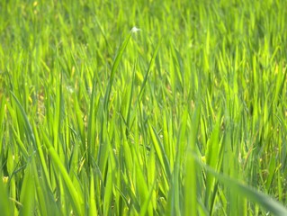 fresh crops bathed in the sun 