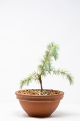Fototapeta premium Bonsai abete