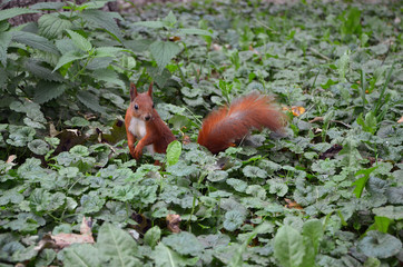 squirrel in the park on a background of green grass
