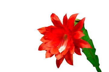 Epiphyllum with red bloosom against white wall