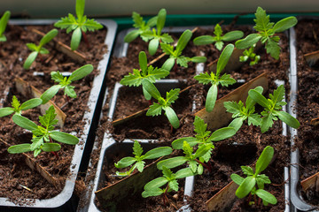 A lot of small flower sprouts in the tray.