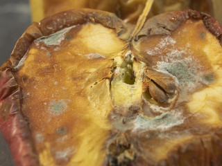 Mold and fungus on half an apple