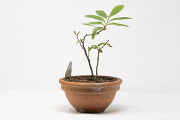 Bonsai castagno