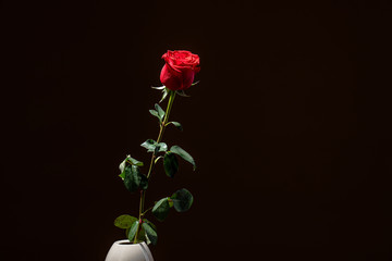 A single red rose in a vase, isolated against a black background