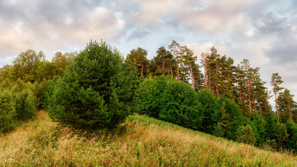 Fototapeta premium Pine trees painted soft red because of sunset against the clouds.Republic of Adygea, Russia