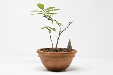Bonsai castagno